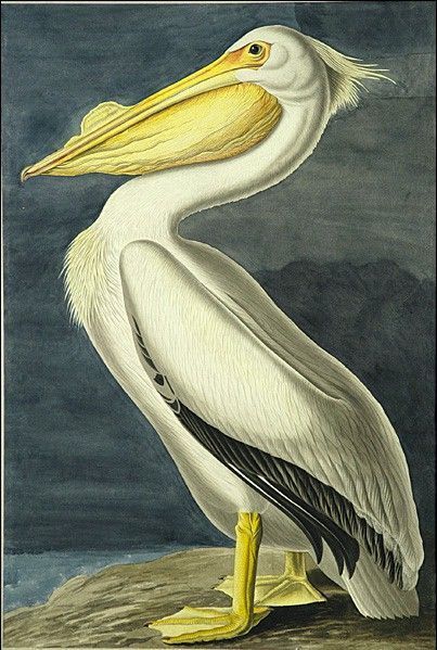 John James Audubon American White Pelican